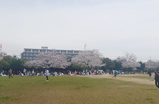 sakura